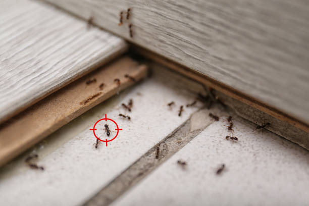 Best Pest Prevention Services  in Corte Madera, CA