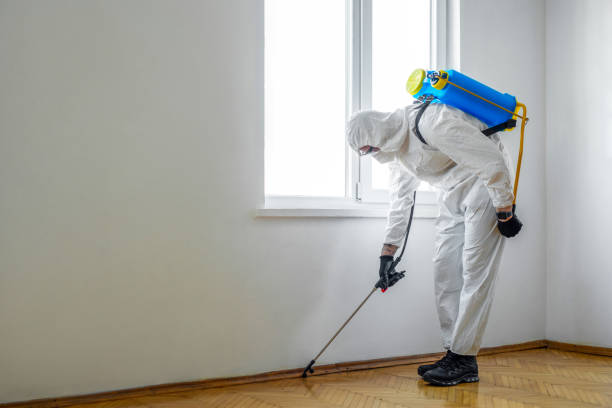 Wasp Removal Services in Corte Madera, CA
