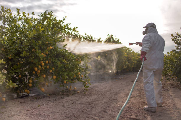 Best Flea Control Services  in Corte Madera, CA
