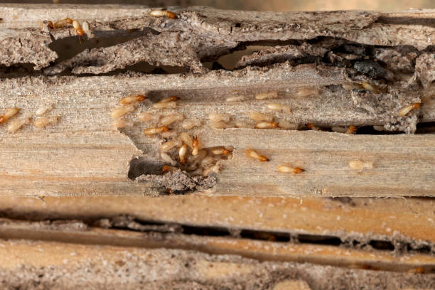 Best Wasp Removal Services  in Corte Madera, CA