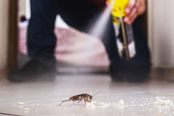Best Termite Control Services  in Corte Madera, CA