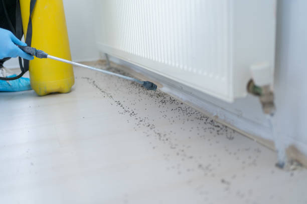 Best Flea Control Services  in Corte Madera, CA